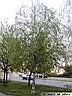 betula-01.jpg