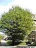 carpinus-02.jpg