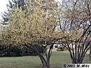 corylus-01.jpg