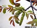 juglans-01.jpg