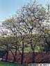 juglans-02.jpg