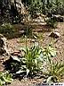 plantago-01.jpg