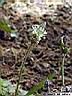 plantago-02.jpg
