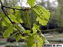 quercus-01.jpg