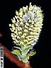 salix-01.jpg