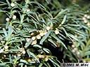 taxus-01.jpg