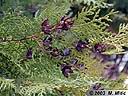 thuja-01.jpg