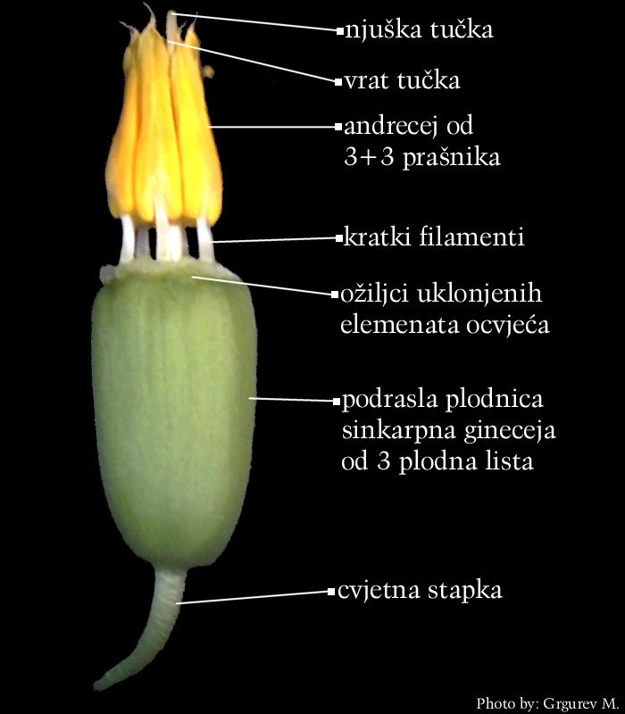 Galanthus nivalis L. - cvijet s uklonjenim ocvjeem
