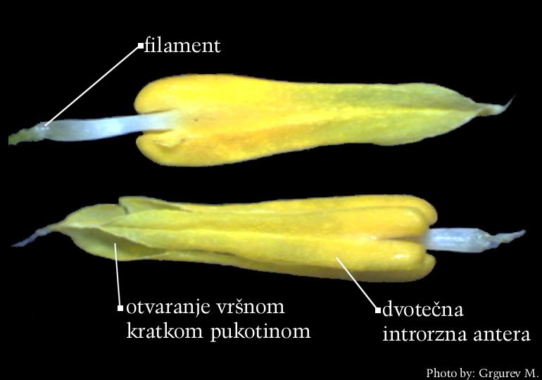 Galanthus nivalis L. - pranik 