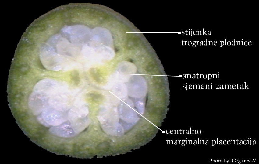Galanthus nivalis L. - popreni presjek plodnice