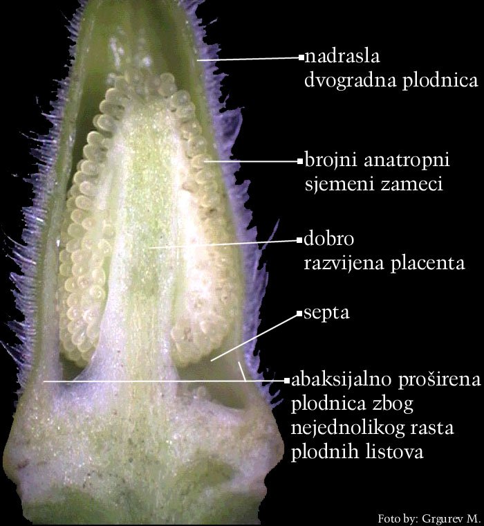 Digitalis puprurea L., grimizni naprstak, praktikum