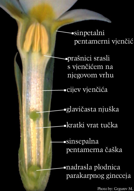 Primula vulgaris Huds., jaglac, praktikum